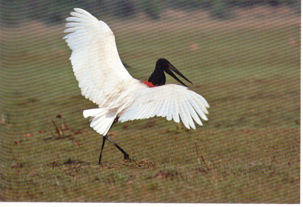 tuiuiuPantanal Mato Grosso do Sul Brazil www.brazilfilms a film production services