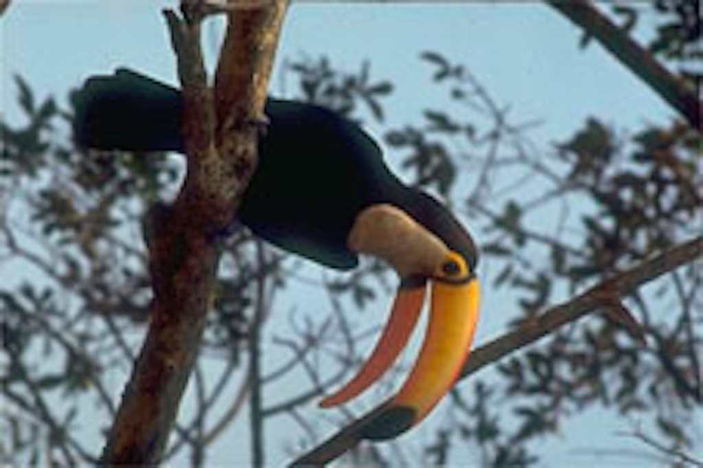 tucano atPantanal Mato Grosso do Sul Brazil www.brazilfilms a film production services