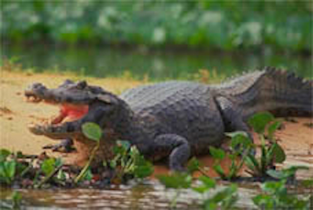 aligator at Pantanal Mato Grosso do Sul Brazil www.brazilfilms a film production services